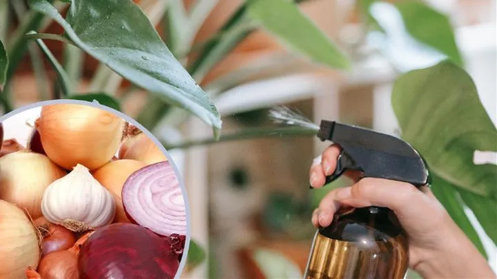 Oprysk z czosnku i cebuli