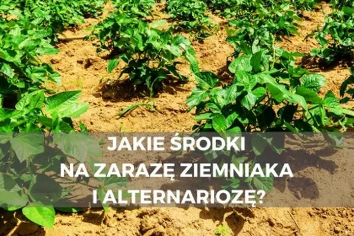 Opryski na ziemniaki