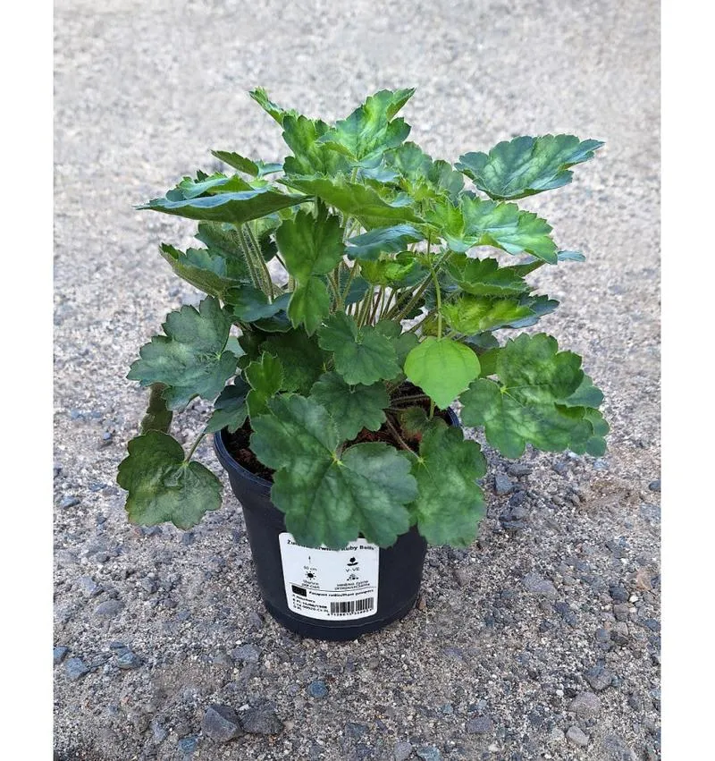 Pielęgnacja żurawek