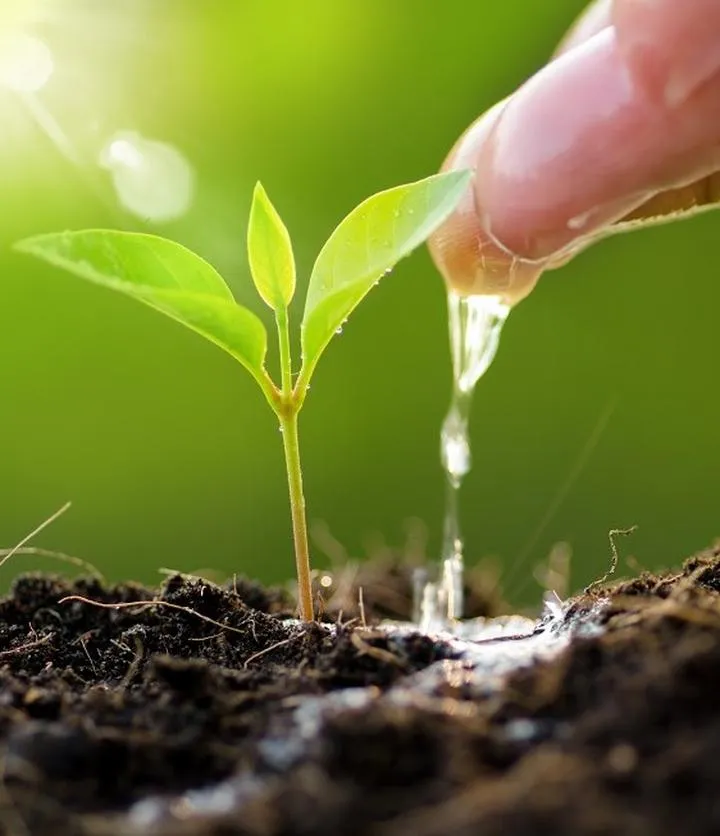 Podlewanie roślin w ogrodzie