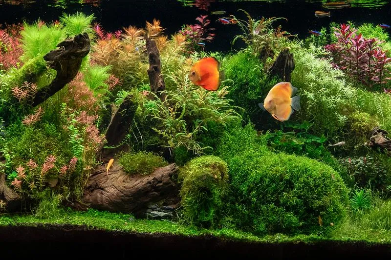 Podłoże do roślin akwariowych