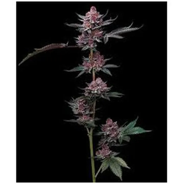 Praktyczne wskazówki dotyczące ogrodu