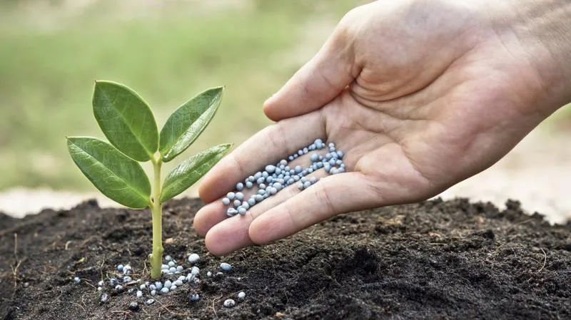 Prognozy cen nawozów