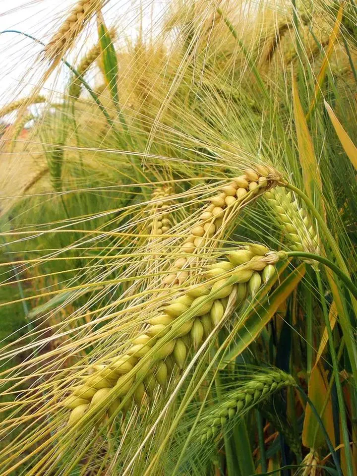 Przepisy na zdrowe dania