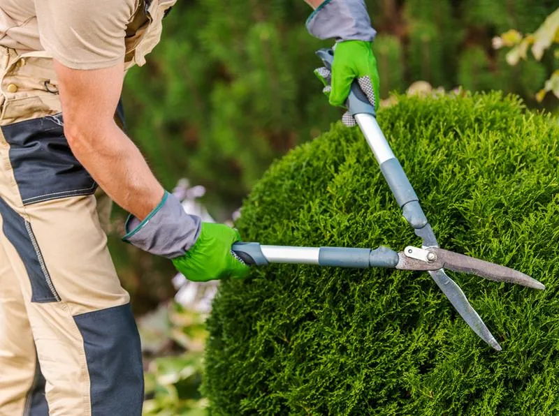 Przycinanie roślin jesienią