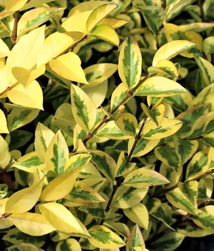 Przygotowanie ligustra z sadzonek