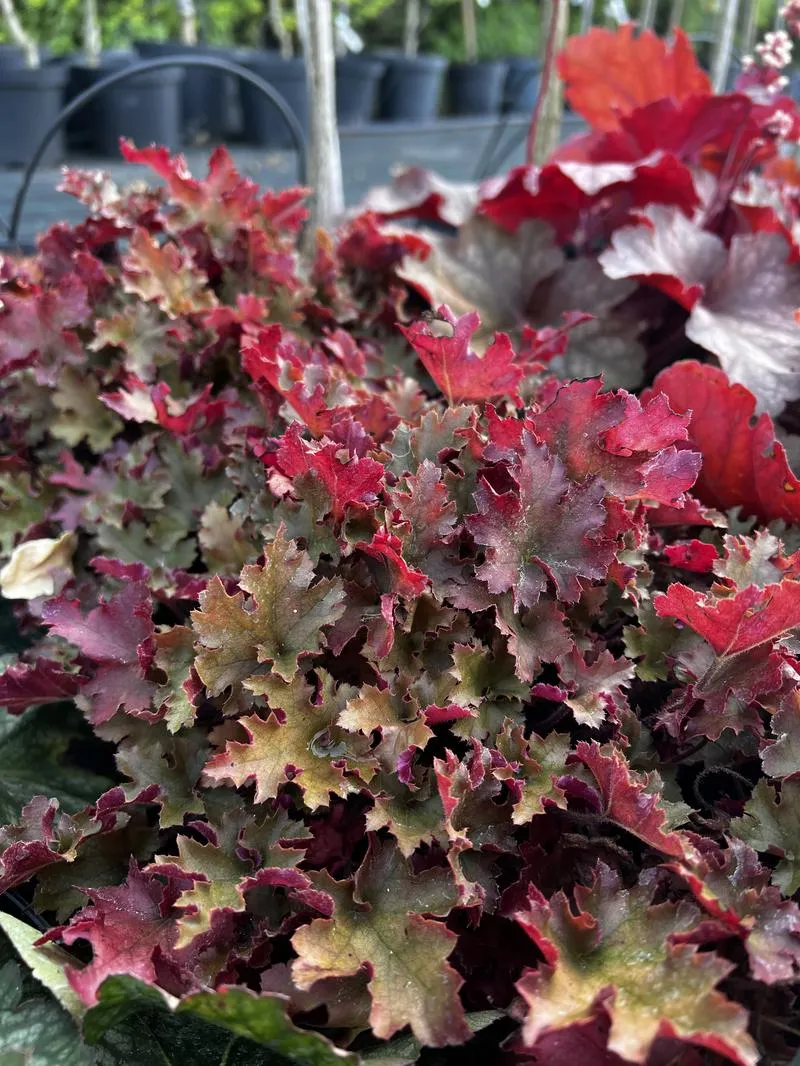 Przygotowanie podłoża w ogrodzie