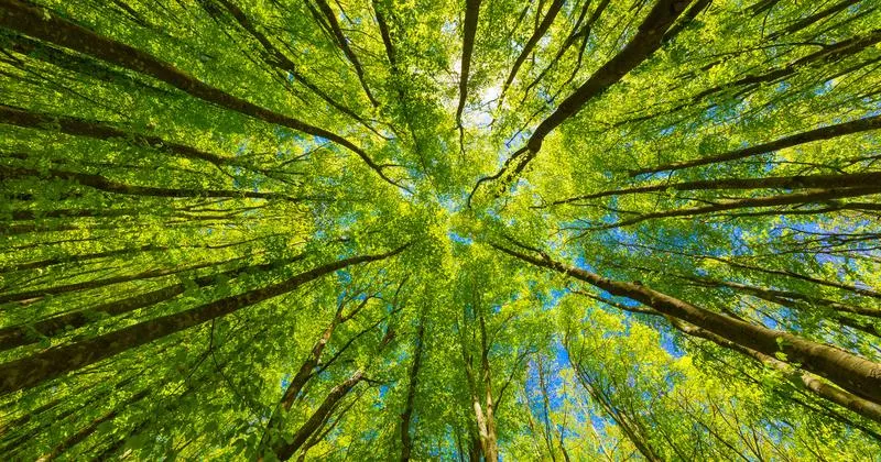 Rola parków narodowych w ochronie przyrody