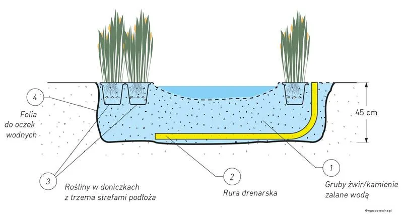 Rola sadzawek w bioróżnorodności