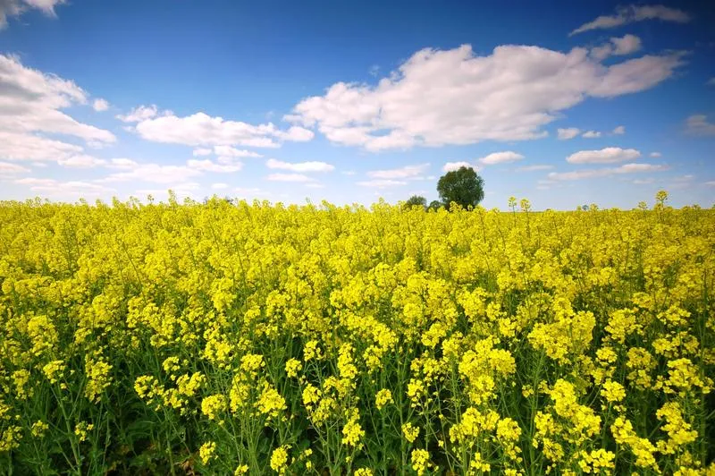 Roślina miododajna rzepak