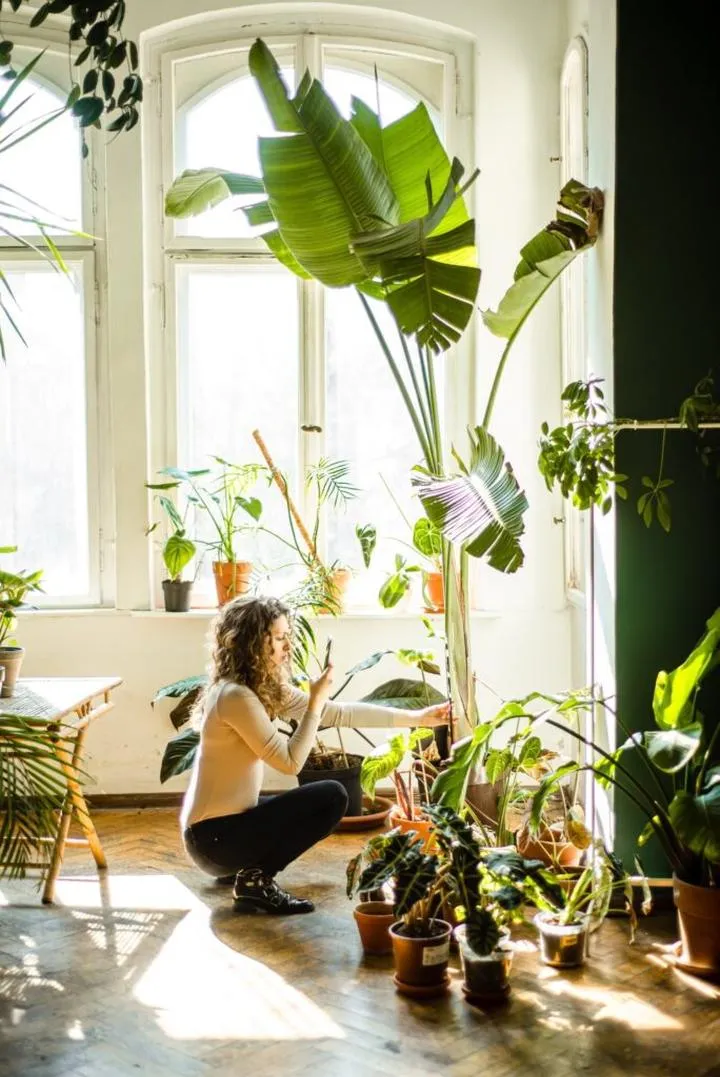 Rośliny do pełnego słońca