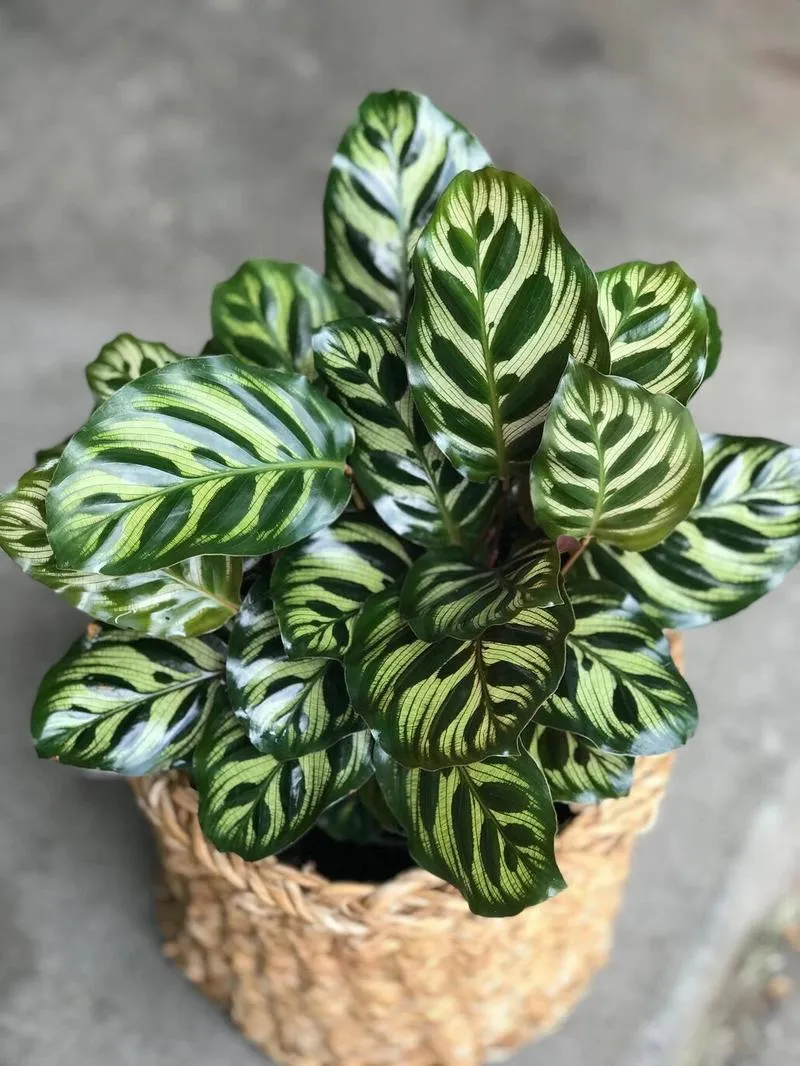 Rośliny do sypialni poprawiające jakość powietrza