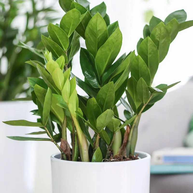 Rośliny doniczkowe do salonu