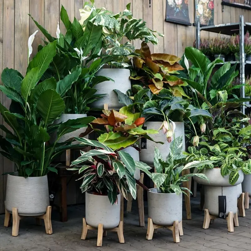 Rośliny doniczkowe przyjazne alergikom