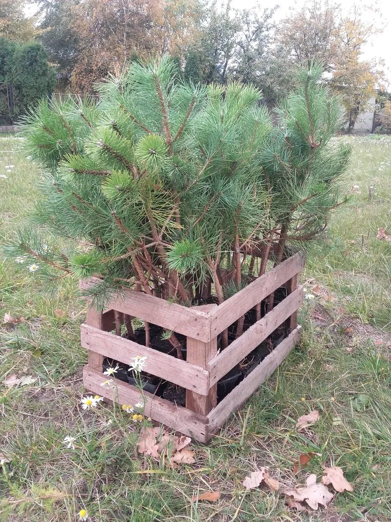 Sadzenie sosny na hektar