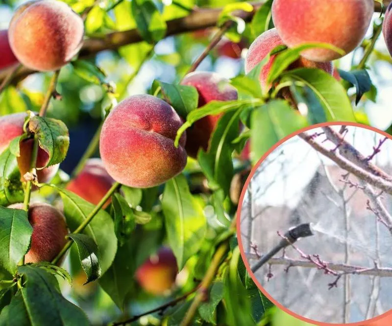 Sezonowe czynniki oprysków brzoskwini