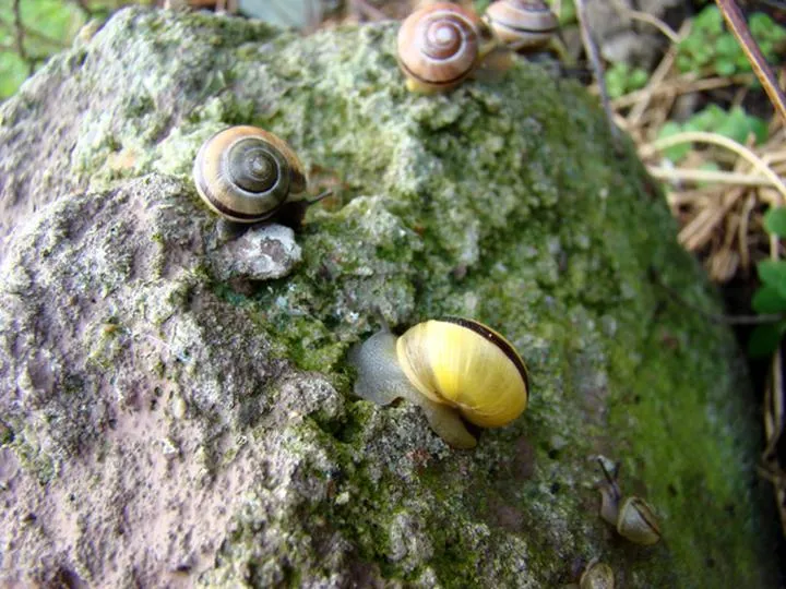 Stosowanie środków chemicznych na ślimaki
