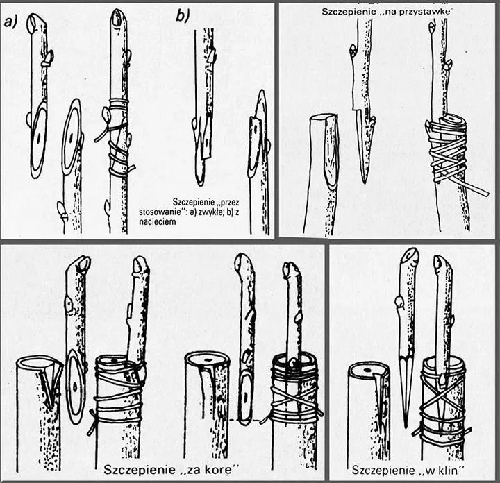 Szczepienie roślin na pniu