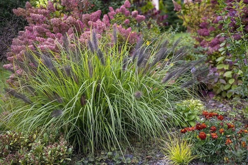 Trawa na trudną glebę