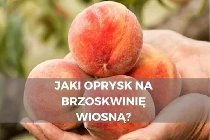 Warunki pogodowe a opryski brzoskwini