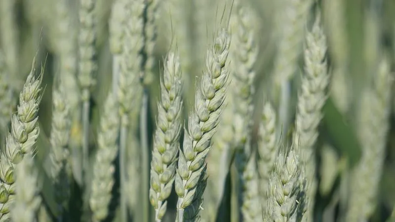 Wpływ rodzajów nawozów na plon