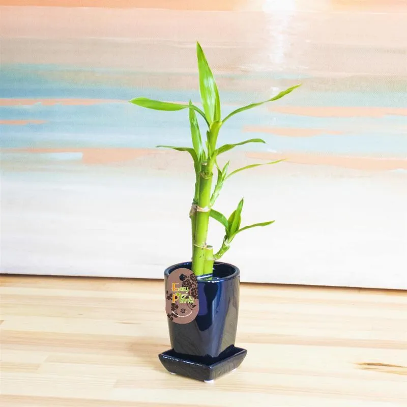 Wstążki w ogrodzie