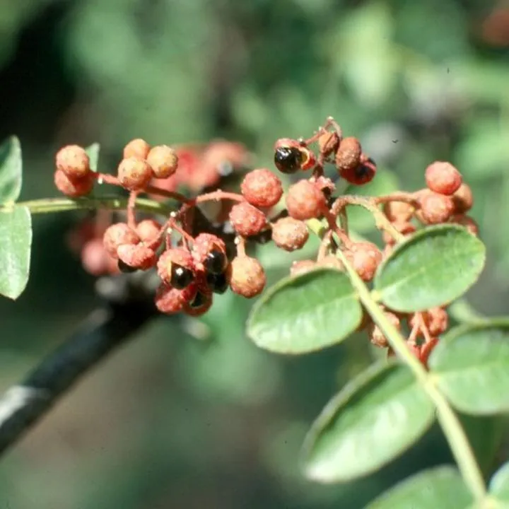 Zakup sadzonek pieprzu syczuańskiego