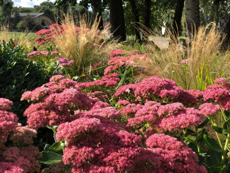 Zalety roślin ciepłolubnych