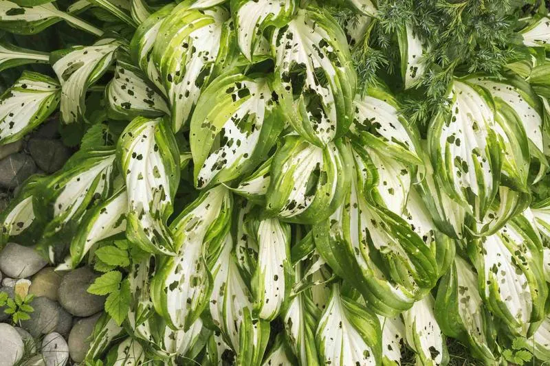 Zwalczanie ślimaków w ogrodzie